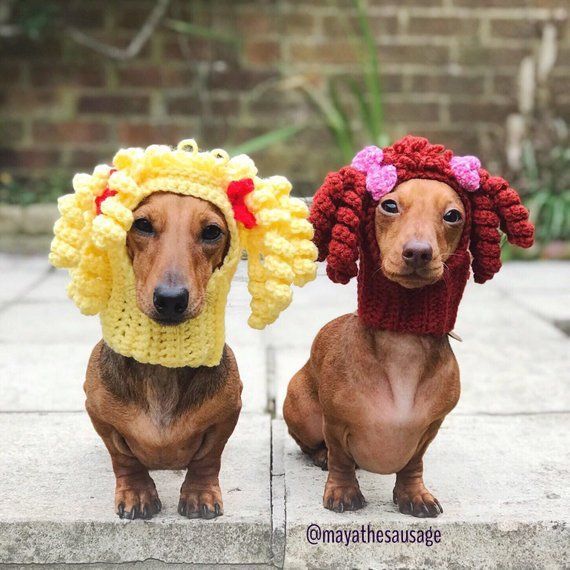 The Cabbage Patch Dog Hat Funny Hat Snood For Your Dog Uk