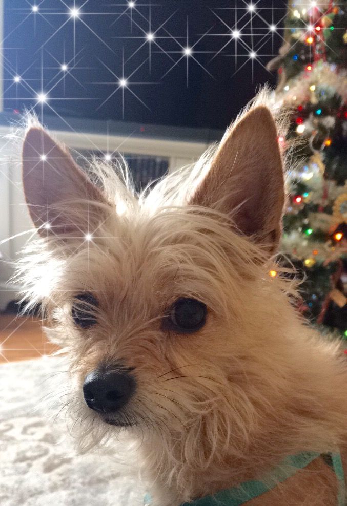 Ariel Says Happy Holidays Pets Dogs Happy Dogs
