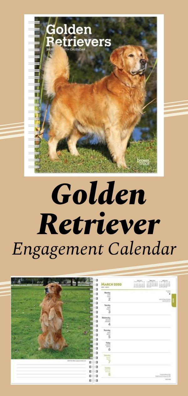 Pin On Golden Retrievers
