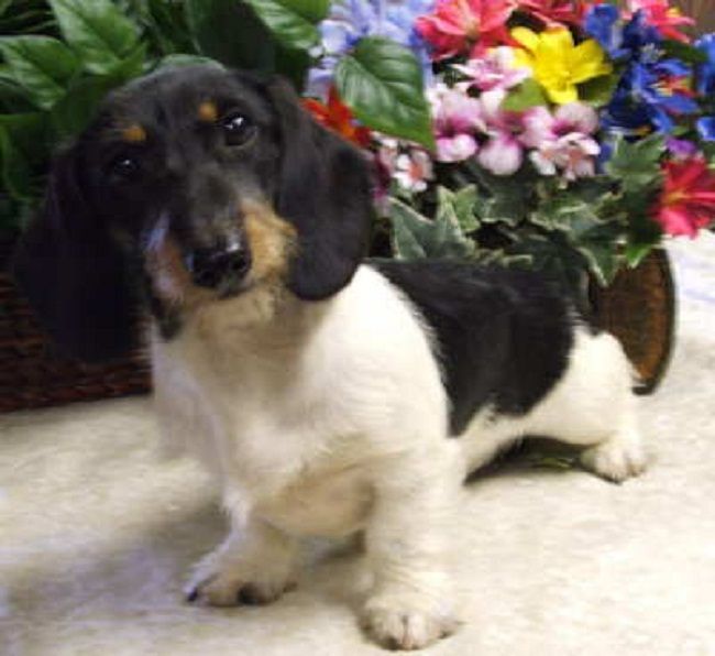 Best 25+ Piebald dachs...