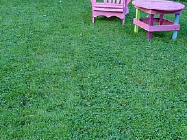 Download Clover Lawns Make a Come Back ! | Clover lawn, Lawn, Lawn ...