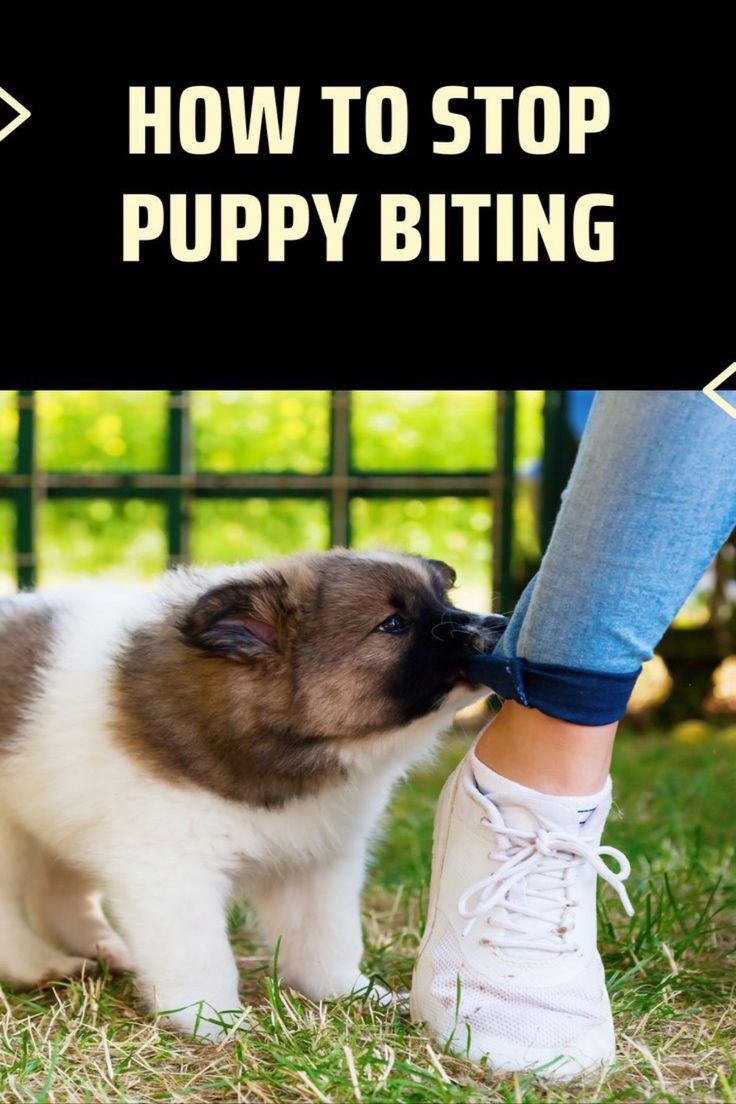 How to Stop a Puppy from Biting and Nipping All You Need to Know