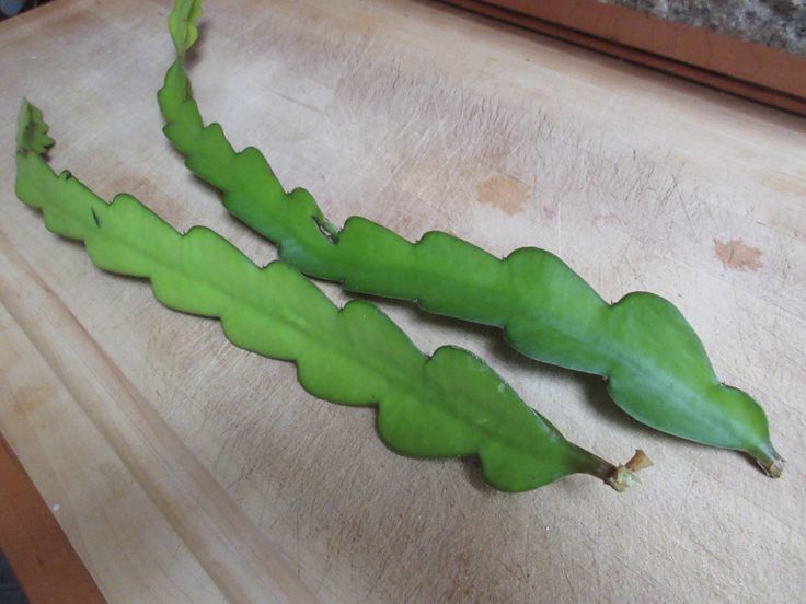 Dragon fruit seedling