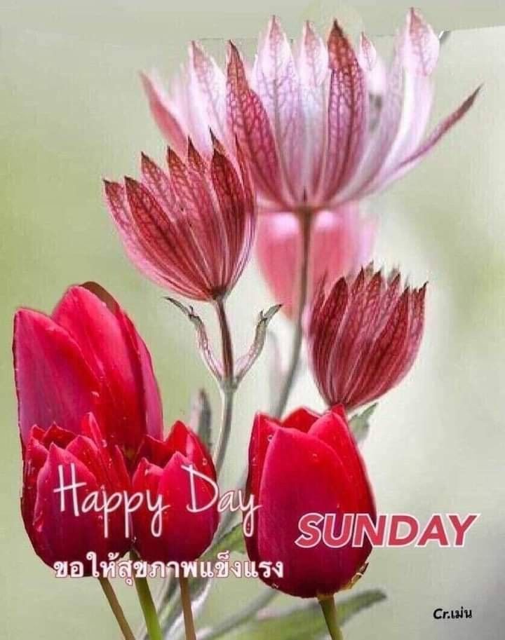 07 Happy Sunday In Thai PT 07-happy-sunday-in-thai-pt