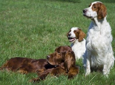 Which Dog Breed Suits Me Quiz Which Dog Breed Suits Me Quiz