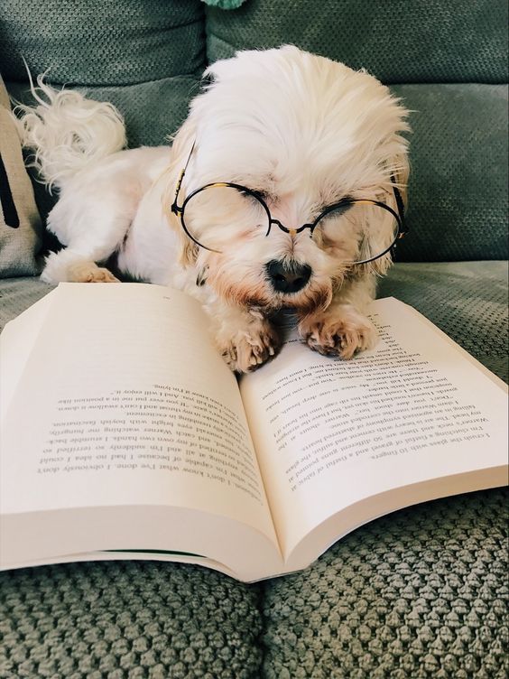 Can you recommend some great dog books for Book Lovers Day?