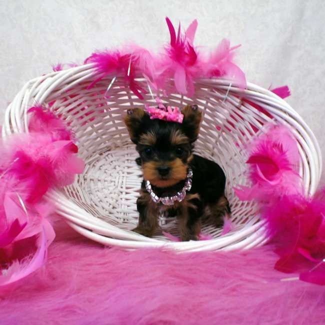 grown miniature yorkie m 225 s de 25 ideas incre 237 bles sobre mini yorkie en terrier mini grown miniature yorkie m 225 s de 25 ideas incre 237 bles sobre mini yorkie en terrier mini