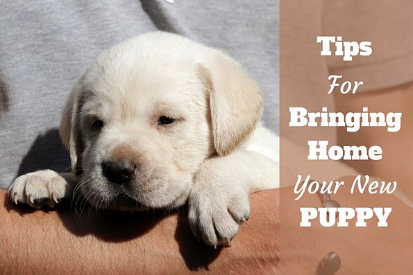 bringing a puppy home to another best 10 getting a puppy ideas on a puppy tips and bringing a puppy home to another best 10 getting a puppy ideas on a puppy tips and