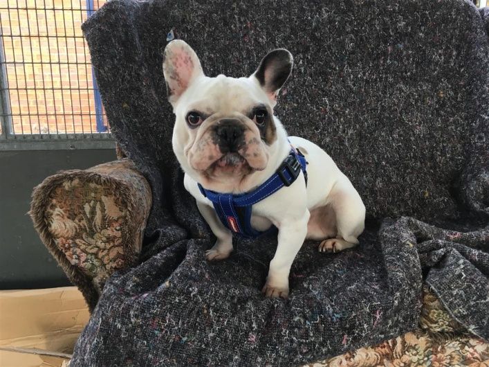 Sidney Blue Cross Pets Bulldog French Bulldog