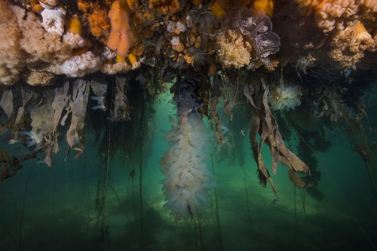 Colony Of Transparent Sea Squirt Or Yellow Sea Squirt
