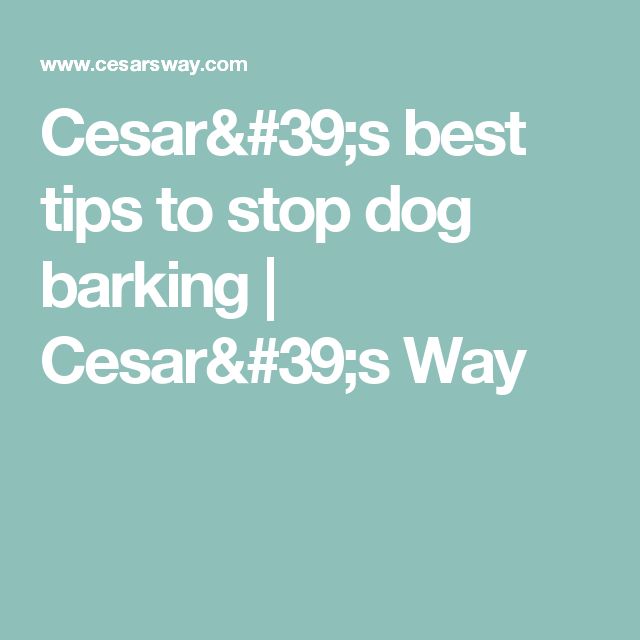 Cesar Dog Training Stop Barking Cesar Dog Training Stop Barking