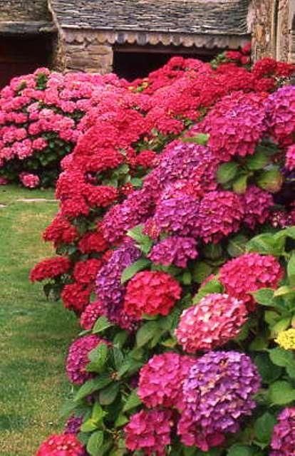 Garden Flowers best 25+ flowers garden ideas only on pinterest | leaves, purple Garden Flowers best 25+ flowers garden ideas only on pinterest | leaves, purple