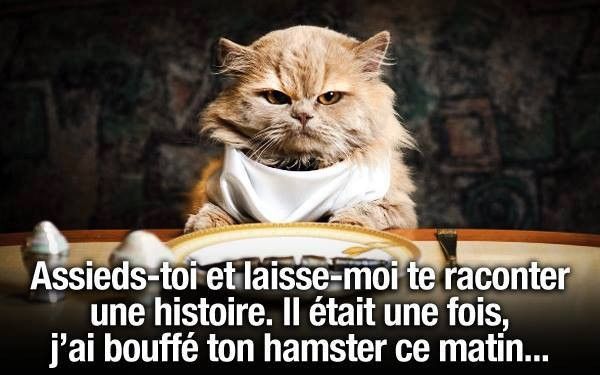 L Humour Pas Drole Du Chat Chat Drole Du Lhumour Pas Chat Drole Humour Animaux Drole L Humour Pas Drole Du Chat Chat Drole Du Lhumour Pas Chat Drole Humour Animaux Drole