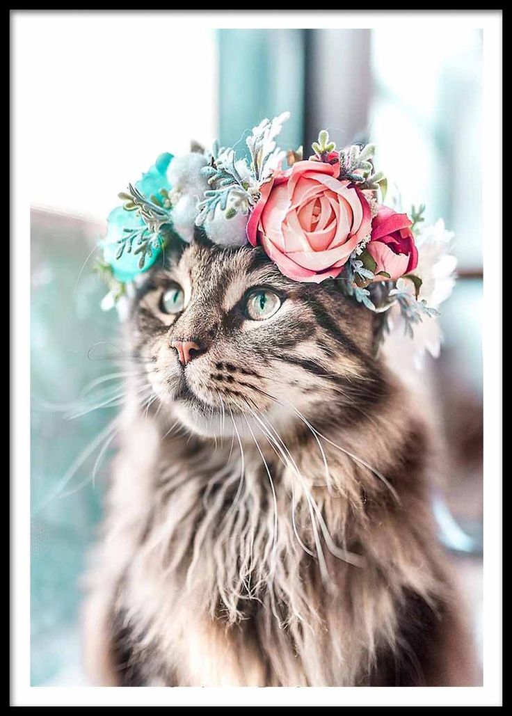 Katzen-Dame Poster
Böhmisches Katzenplakat in verschiedenen Größen ich berilyamac.co auch
Katzen-Dame Poster
Böhmisches Katzenplakat in verschiedenen Größen ich berilyamac.co auch
