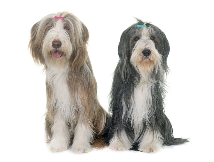 Funderar du på att skaffa en hund till? Hundar
