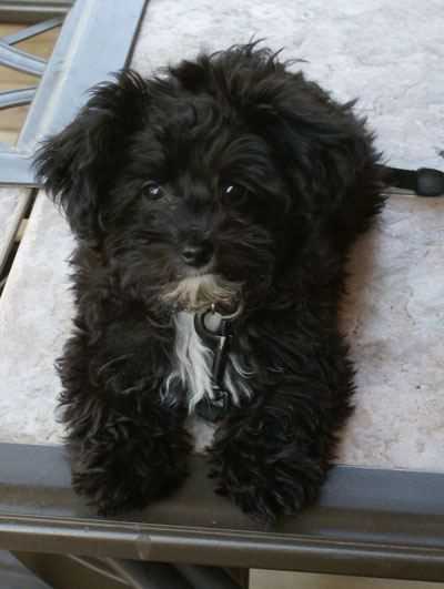 what do yorkie poos look like 24 besten sympathy loss of pet bilder auf hunde katzen und regenbogenbr 252 cke what do yorkie poos look like 24 besten sympathy loss of pet bilder auf hunde katzen und regenbogenbr 252 cke