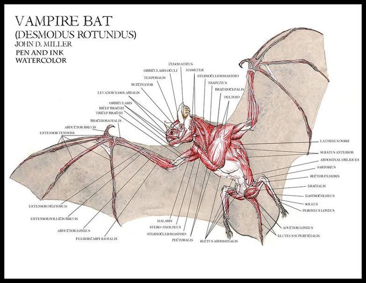 vampire bat anatomy study - Google Search | Anatomi, Biyoloji, Tıp