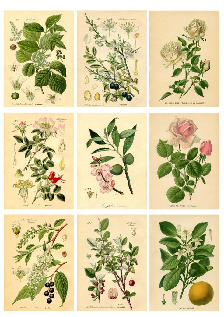 Digital collage sheet Printable Plant Art 8.5x11 inches Black and white botanical digital download Letter format print
