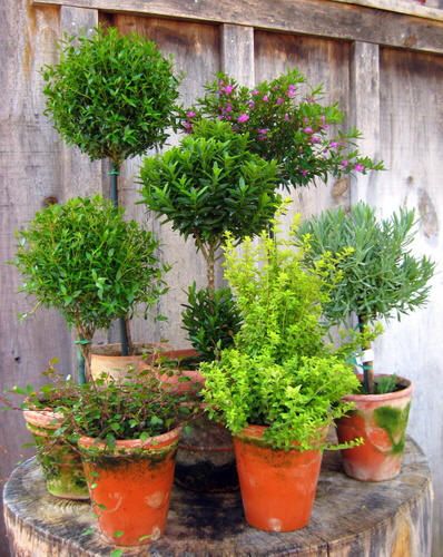 Flower Garden Ideas Wisconsin 87 best topiary images on pinterest | topiaries, garden ideas and Flower Garden Ideas Wisconsin 87 best topiary images on pinterest | topiaries, garden ideas and