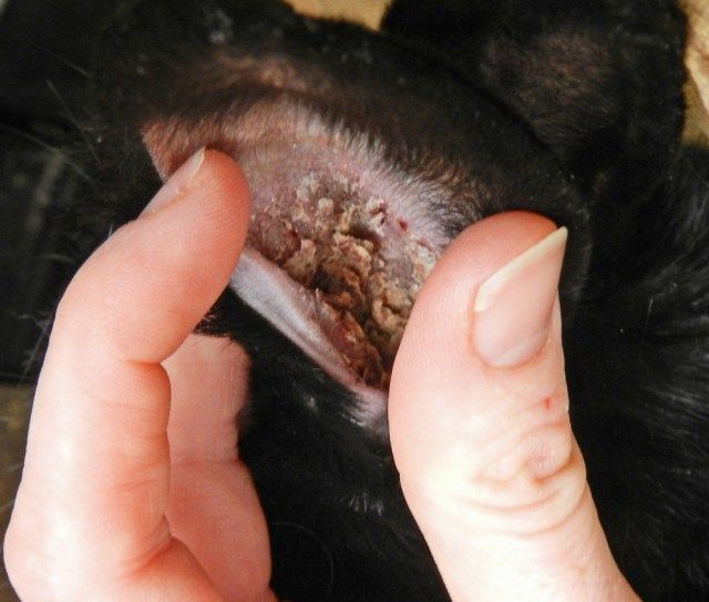 Treating Ear Mites In Rabbits Naturally Treating Ear Mites In Rabbits Naturally