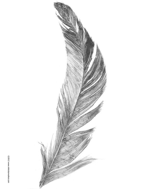 25 unique feather sketch ideas on pinterest feather 25 unique feather sketch ideas on pinterest feather