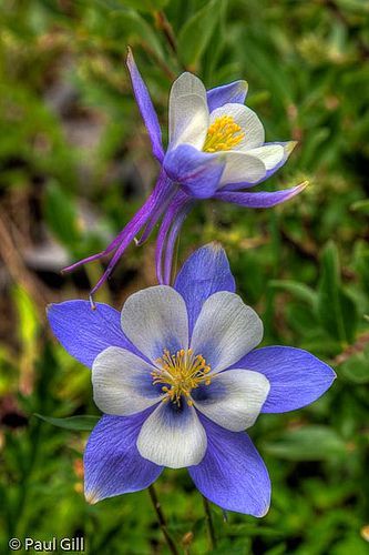 25 unique columbine tattoo ideas on pinterest colorado tattoo 25 unique columbine tattoo ideas on pinterest colorado tattoo