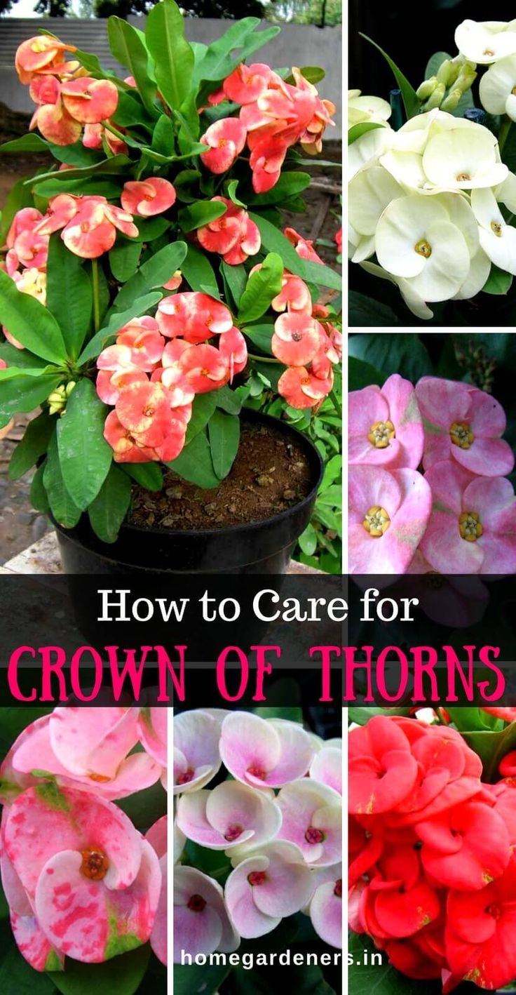 Euphorbia Milii Plant- How To Grow And Care For Crown Of Thorns Plant | Euphorbia Plant, Crown Of Thorns Plant, Beautiful Flowers Garden