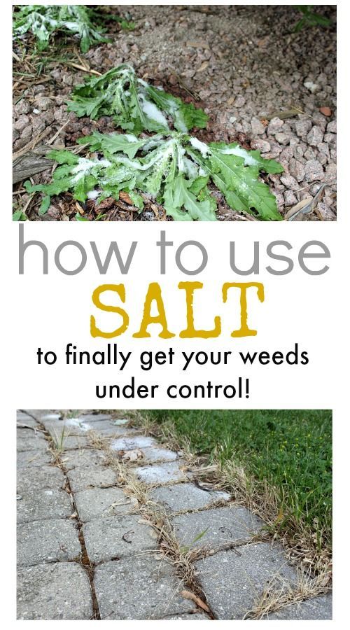 how to weed a garden best way how to use salt control weeds gardens and growing pinterest garden weed killer how to weed a garden best way how to use salt control weeds gardens and growing pinterest garden weed killer
