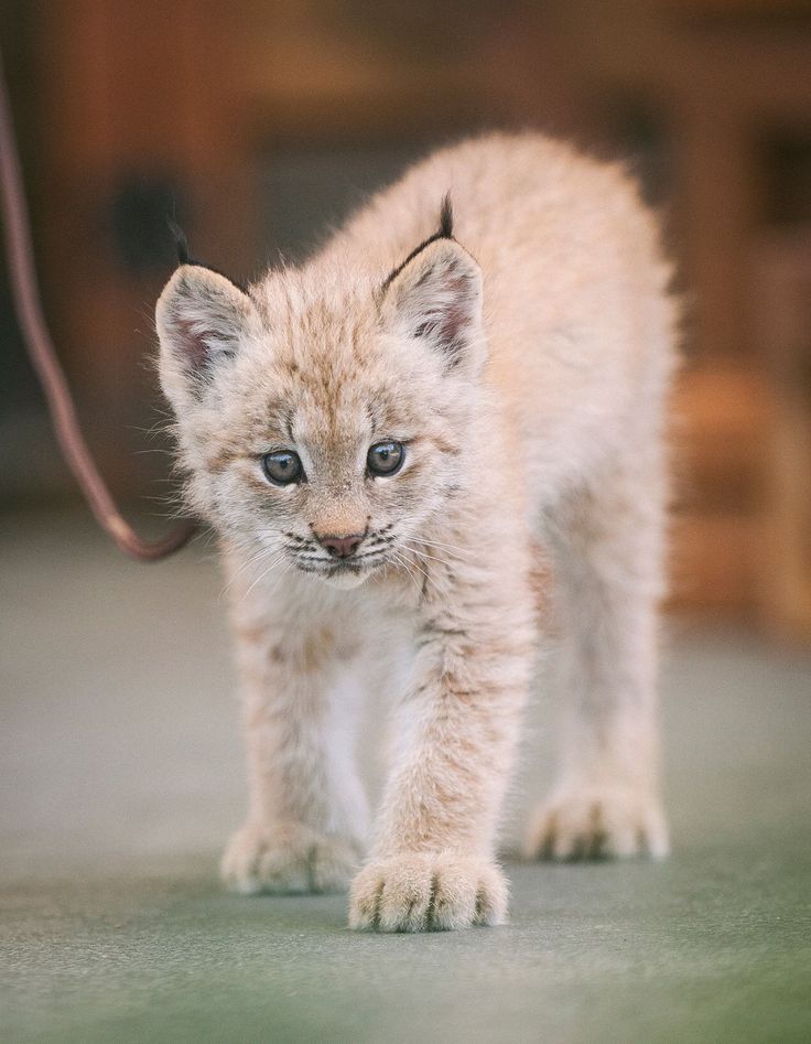 Little lynx. Silly animals, Wild cats, Animals beautiful