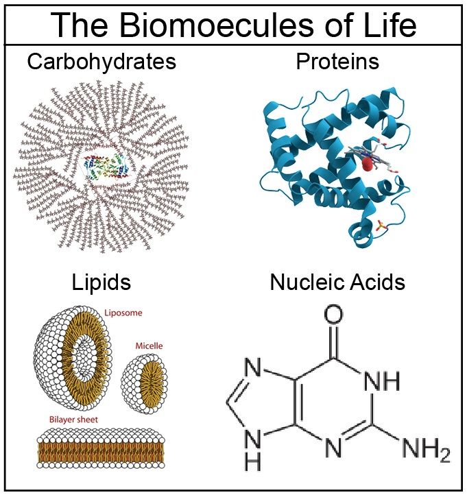 83 best Biochemistry images on Pinterest Biochemistry, Human body - best of dna blueprint of life worksheet 83 best Biochemistry images on Pinterest Biochemistry, Human body - best of dna blueprint of life worksheet