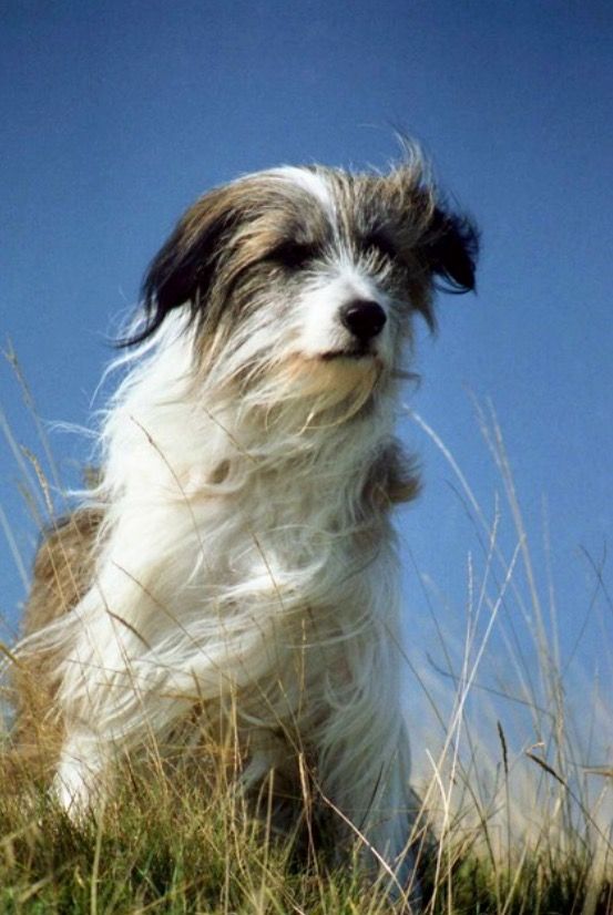 A Dog Makes A Good Pet A Dog Makes A Good Pet