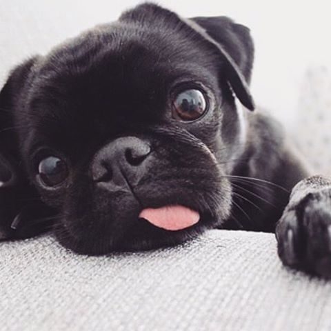 black pug puppies pictures best 25 black pug puppies ideas on pug black pug puppies pictures best 25 black pug puppies ideas on pug
