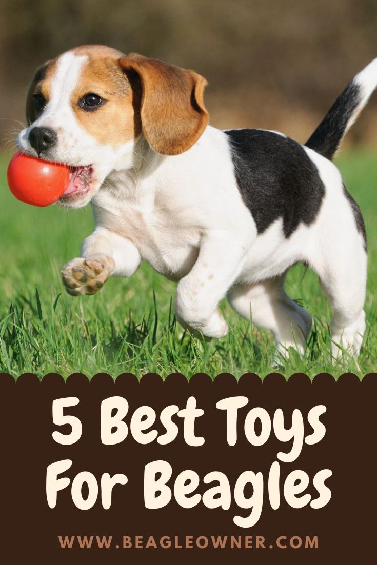 5 Best Toys For Beagles Best Dog Toys Beagle Toy Puppies