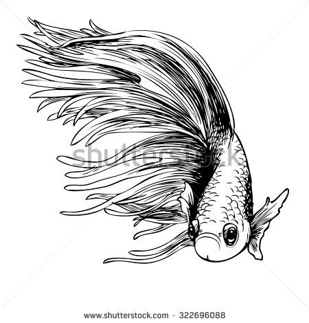 freehand sketch illustration of Betta splendens, Siamese fighting fish ...