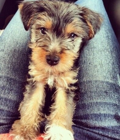 schnauzer x yorkie best 25 haircuts ideas on grooming styles maltese haircut and schnauzer x yorkie best 25 haircuts ideas on grooming styles maltese haircut and