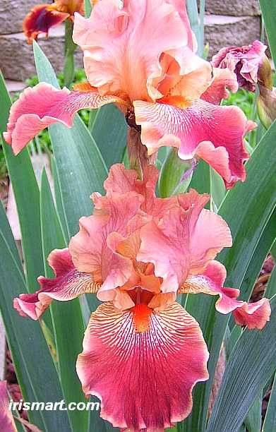 359 best garden flowers - iris images on pinterest | iris flowers 359 best garden flowers - iris images on pinterest | iris flowers