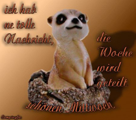 Haarige muschis gratis