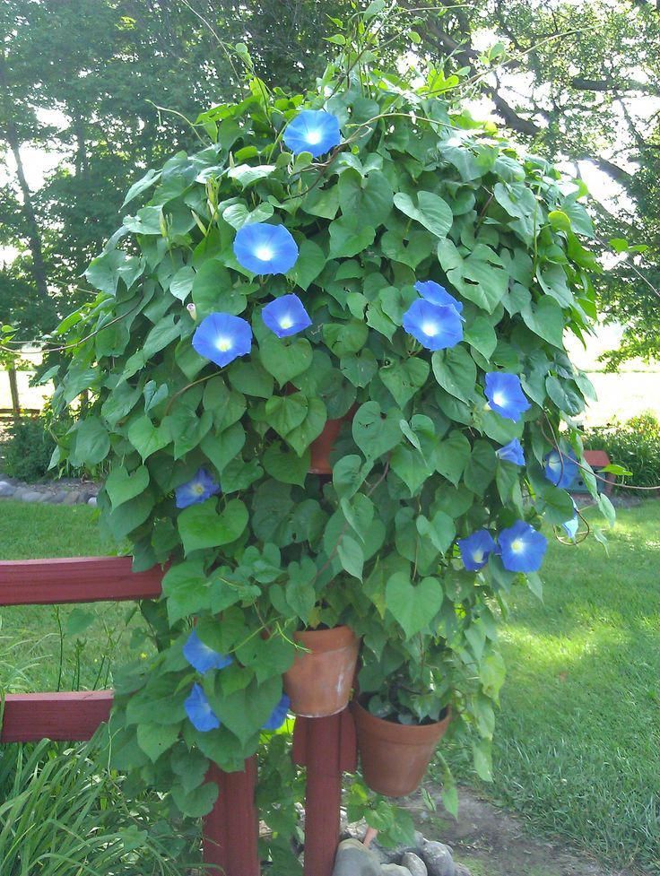 Morning Glories Climbing Up A Tree Very Pretty Will Do This In My Backyard Morning Glory Flower Garden Plants
