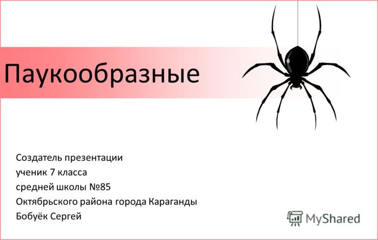 Атлас-определитель "От Земли до неба": о пауках что написано?