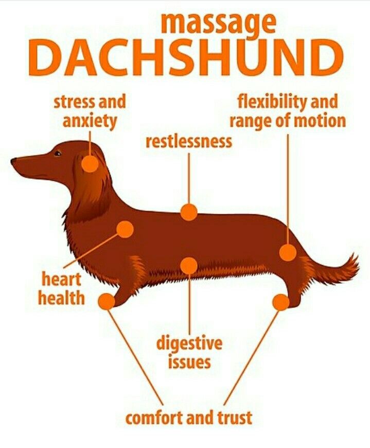 Dachshund Longhaired Dachshund Dachshund Breed Dachshund Dog