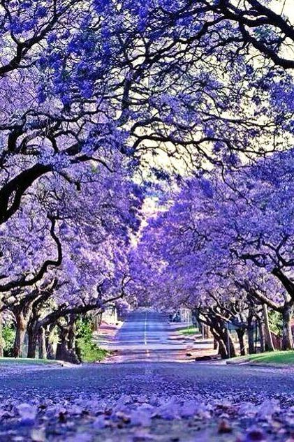 the 25 best jacaranda trees ideas on pinterest purple the 25 best jacaranda trees ideas on pinterest purple