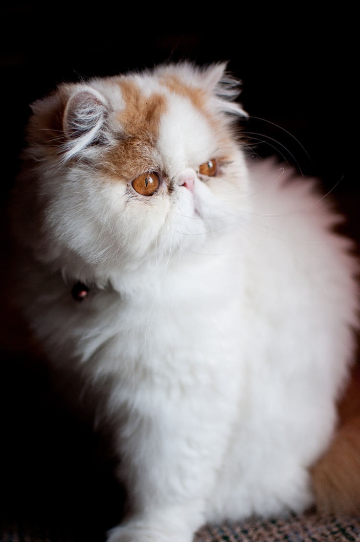 Persian Cat Rescue Nyc Persian Cat Rescue Nyc