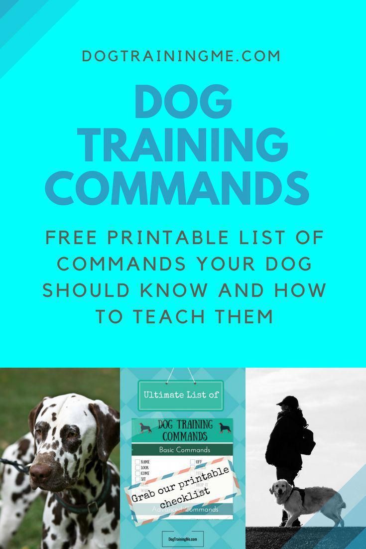How To Tame Your Dog Dogtraininginmiami 2274502810