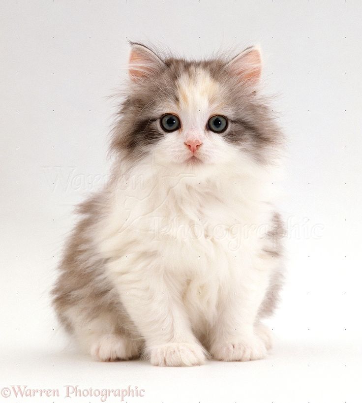 white fluffy best 25 white fluffy kittens ideas on kittens white fluffy best 25 white fluffy kittens ideas on kittens