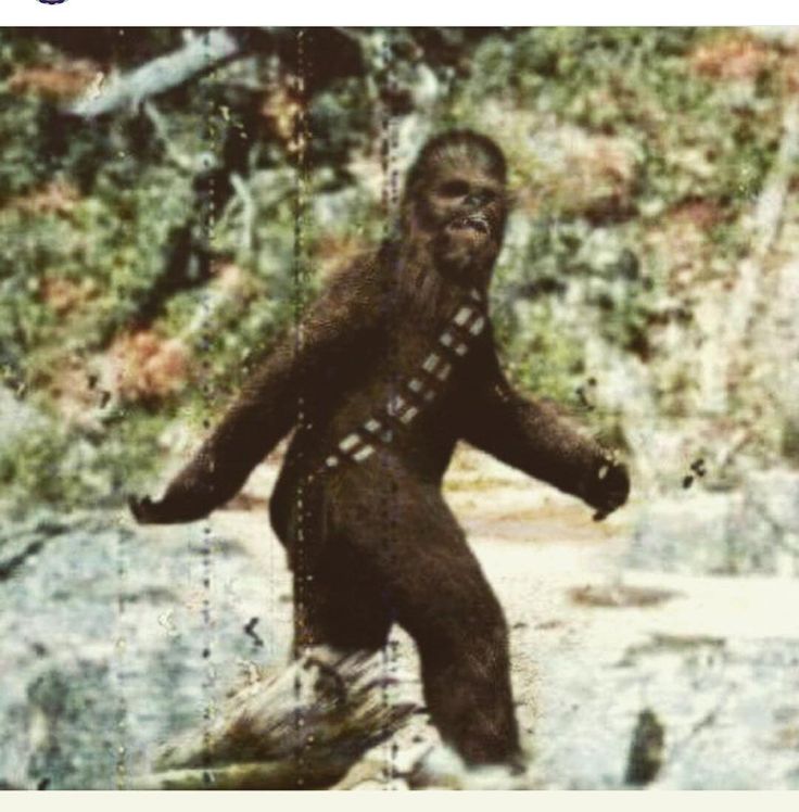 Rogue Squadron Podcast on Instagram: “Breaking News! Bigfoot has been