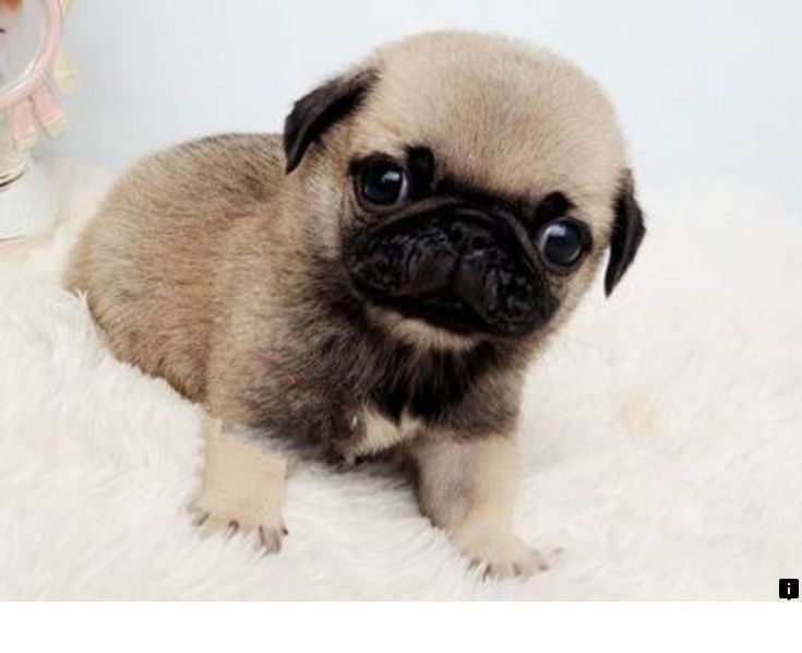 Just Click The Link For More Info Pug Breeders Follow The Link