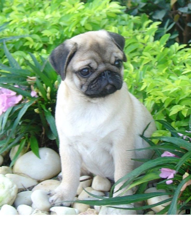 Find Out About White Pug Puppies For Sale Just Click On The Link