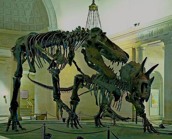 Dinosaurs Los Angeles Museum Natural History Dinosaurs Los Angeles Museum Natural History