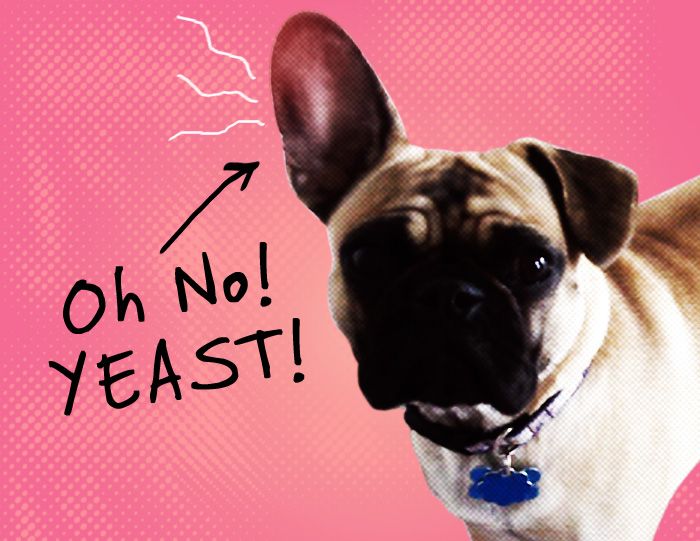 Natural Ways To Cure Yeast Infection In Dogs Natural Ways To Cure Yeast Infection In Dogs
