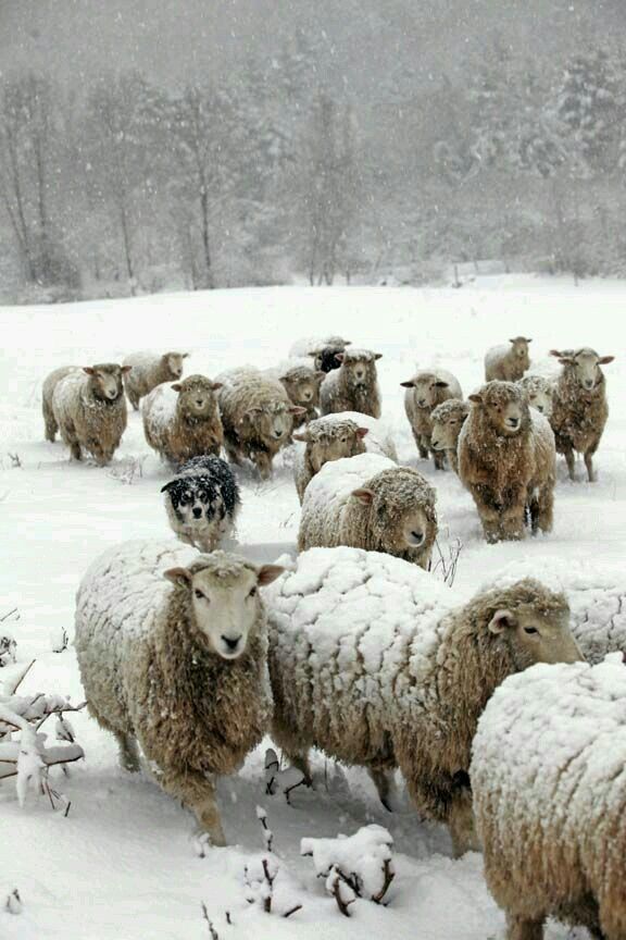 (immagine dal web)